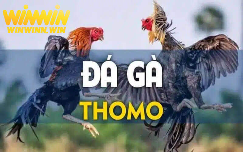 Các kiểu đặt cược có trong đá gà thomo của nhà cái winwin