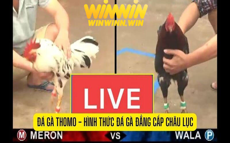 Tại sao đá gà thomo lại được nhiều kê thủ tham gia